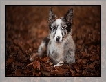 Lecy, Border collie, Licie